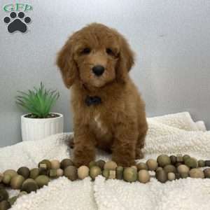 Caleb, Miniature Poodle Puppy